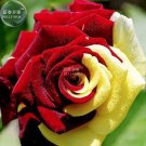 Rare BELLFARM Rose Red Yellow Flower Seeds, 50 Seeds, diameter 15cm