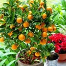 Rare Orange Plants NO-GMO 10 seeds