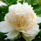 Rare BELLFARM 'Yao Huang' Peony Seeds, 5 Seeds, light goldenish white big blooms
