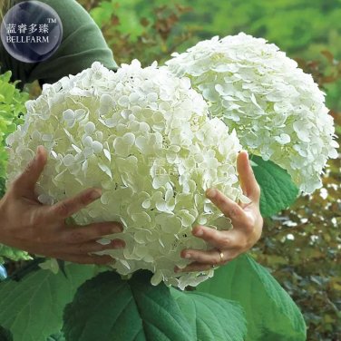 Rare BELLFARM Hydrangea arborescens White Flower Seeds, 15 seeds
