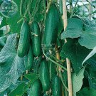 Rare BELLFARM Dark Green Little Cucumber Hybrid F1 Seeds, 50 Seeds