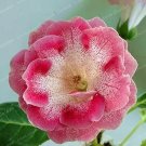 Rare Sinningia Speciosa 100 Seeds, Pink-White Double Flowers with Many Red Spots