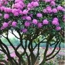 Rare Japanese Azalea Rhododendron Plants 100 Seeds, Purplish Pink