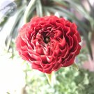 Rare BELLFARM Ranunculus asiaticus Dark Red Blooms Flower Seeds, 20 seeds