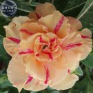 Rare BELLFARM Adenium Light Whitish Pink Petals Light Pink edge Flower Seeds, 2 seeds