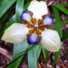 Rare Iris Flower Seeds, Whitish Khaki with Blue-Brown Tiger Centre