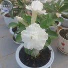 Rare BELLFARM Adenium Purely White Flower Seeds, 2 seeds
