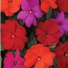 Rare Impatiens Pink/Rainbow/Salmon/Exotic Mix 100 Seeds Easy to Grow