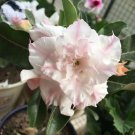 Rare BELLFARM Adenium Light Pinkish White Flower Seeds, 2 seeds