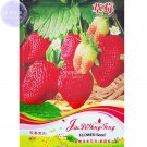 Rare BELLFARM Giant Strawberry Oblate Red Fruit Seeds, 40 Seeds