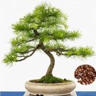 Rare Larch Seed Perennial Larix Gmelinii Tree Purifying Air Pine Tree 100 Seeds