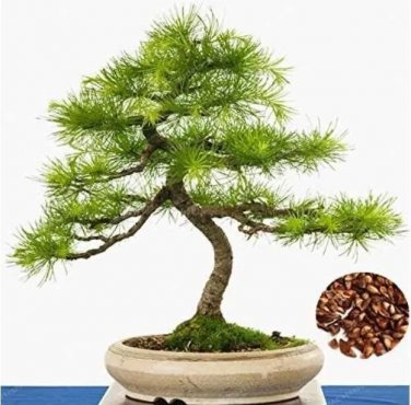 Rare Larch Seed Perennial Larix Gmelinii Tree Purifying Air Pine Tree 100 Seeds