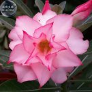 Rare BELLFARM Light Pink Adenium Perennial Garden Bonsai Seeds, 2 seeds