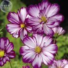 Rare BELLFARM Cosmos Bipinnatus Fizzy Rose Picotee Flower Seeds, 50 seeds