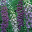 Rare BELLFARM Digitalis Foxglove Excelsior Hybrids Seeds, 100 seeds