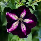 Rare BELLFARM Petunia Heirloom SeedsHarvest by ourselves, 200 seeds