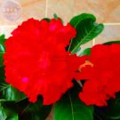 Rare BELLFARM Fresh Red Adenium Desert Rose Bonsai Seeds, 2 seeds