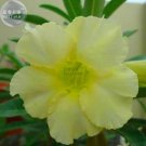 Rare BELLFARM Light Green Adenium Desert Rose Seeds, 2 seeds