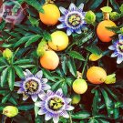 Rare BELLFARM Passiflora Caerulea Passion Fruit Flowers Seeds, 30 seeds