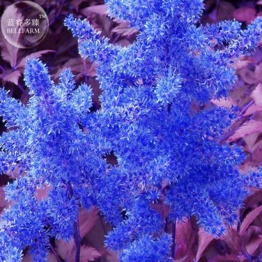 Rare BELLFARM Dark Blue Astilbe Chinensis Perennial Flower Seeds, 100 seeds
