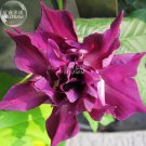 Rare BELLFARM Morning Glory Dark Purple Flower 1 Seeds
