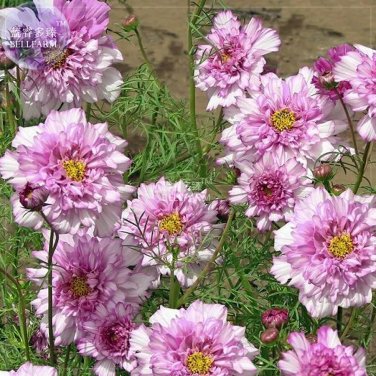 Rare BELLFARM Cosmos Coreopsis Blackish Coffee Red Striped Dark Red White Rose Red 50 seeds