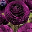 Rare BELLFARM Ranunculus Rare Purple Perennial Flower Seeds, 20 seeds