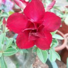 Rare BELLFARM Adenium Dark Red Petals Flower Seeds, 2 seeds