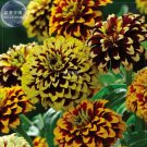 Rare BELLFARM Zinnia Haageana Jazzy Mixed Flower Seeds, 100 seeds