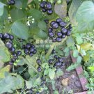 Rare BELLFARM Black Nightshade Garden Huckleberry Organic Fruit Seeds, 200 seeds