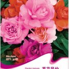 Rare BELLFARM Red Garden Balsam Organic Female Flower Seeds, 20 seeds