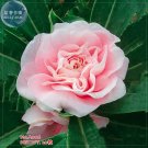 Rare BELLFARM Pink Garden Balsam Perennal Impatiens Flower Seeds, 20 seeds