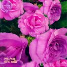 Rare BELLFARM Purple Balsam Perennial Flower Seeds, 20 seeds