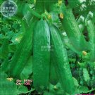 Rare BELLFARM Fruit Cucumber Straight Refreshing Vegatable Seeds, 10 seeds