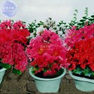 Rare BELLFARM Crape Myrtle Bonsai Mixed Perennial Tree Flower Seeds, 40 seeds