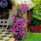 Rare BELLFARM Rose Purple Compact Climbing Flower Seeds, 50 seeds