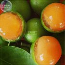Rare BELLFARM Lemon Sweet Spanish Lime Tree Seeds, 10 seeds