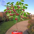 Rare BELLFARM Dwarf Cherry Tree Self- Fertile Fruit Tree Bonsai Seeds, 10 seeds