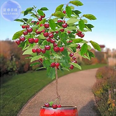 Rare BELLFARM Dwarf Cherry Tree Self- Fertile Fruit Tree Bonsai Seeds, 10 seeds