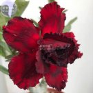 Rare BELLFARM Adenium Blackish Dark Red Desert Rose Flower Seeds, 2 seeds