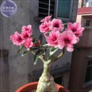 Rare BELLFARM Adenium Pink Petals Red Stripe Dark Red Centre Flower Seeds, 2 seeds