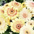 Rare BELLFARM Daisy Light Yellow Perennial Flower Seeds, 200 Seeds