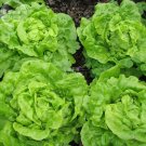 Rare BELLFARM Lettuce 'Tomy Thumb' Organic Vegetable Seeds, 500 seeds