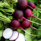 Rare BELLFARM Radish Violet Round Vegetable Seeds, 150 seeds