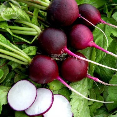 Rare BELLFARM Radish Violet Round Vegetable Seeds, 150 seeds