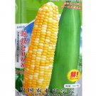 Rare BELLFARM Corn 'Super Sweet 2008' Fruit Corn Seeds, 100 grams