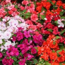 Rare BELLFARM Impatiens Mixed Rosebud Blooms Flower Seeds, 20 seeds