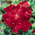Rare BELLFARM Geranium Deep Scarlet Perennial Flower Seeds, 10 seeds