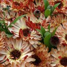 Rare BELLFARM Calendula 'Bronzed Beauty' Bicolor Pot Marigold Flowers Seeds, 50 seeds
