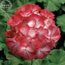 Rare BELLFARM Geranium 'Scarlet Star' Perennial Flower Seeds, 10 seeds